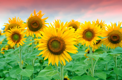 226433 (a): :2900x1910